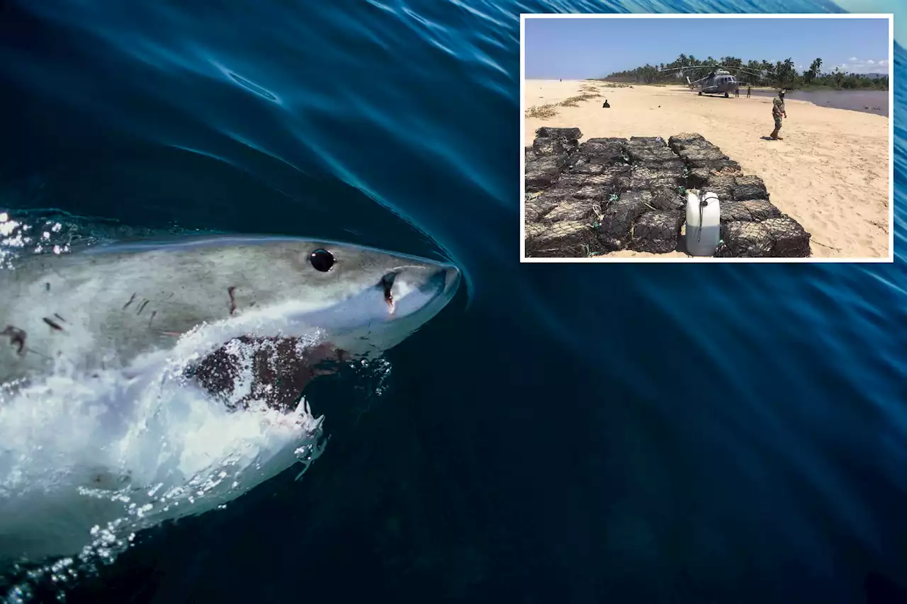 ‘Cocaine sharks’ might be feasting on drugs dumped off Florida coast, scientists say