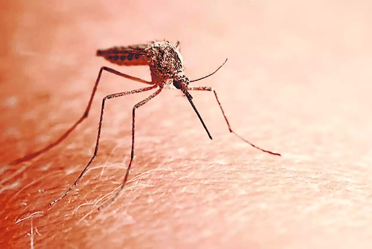 Second mosquito with West Nile virus found in Cumberland County