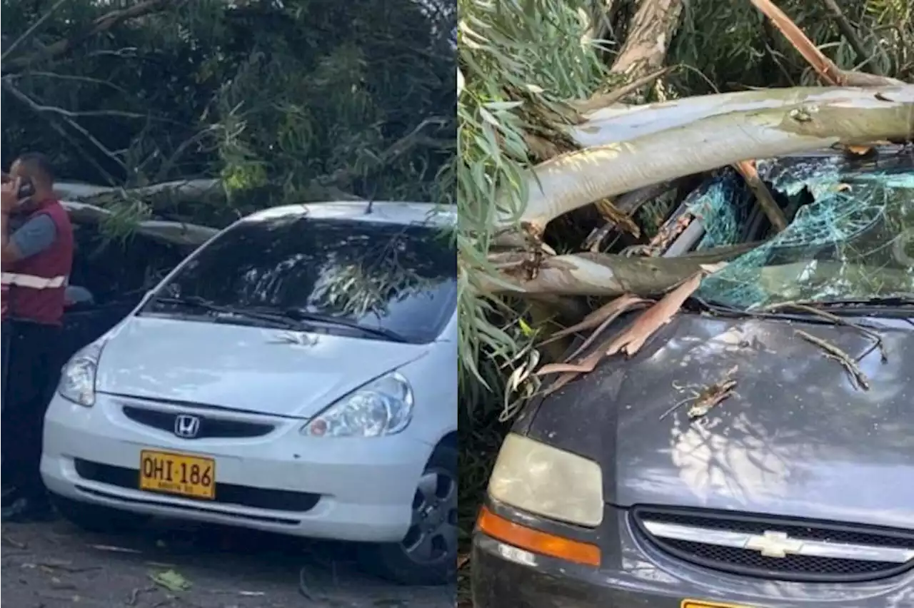 Emergencia en Ibagué por árbol de gran tamaño que se cayó sobre varios vehículos - Pulzo