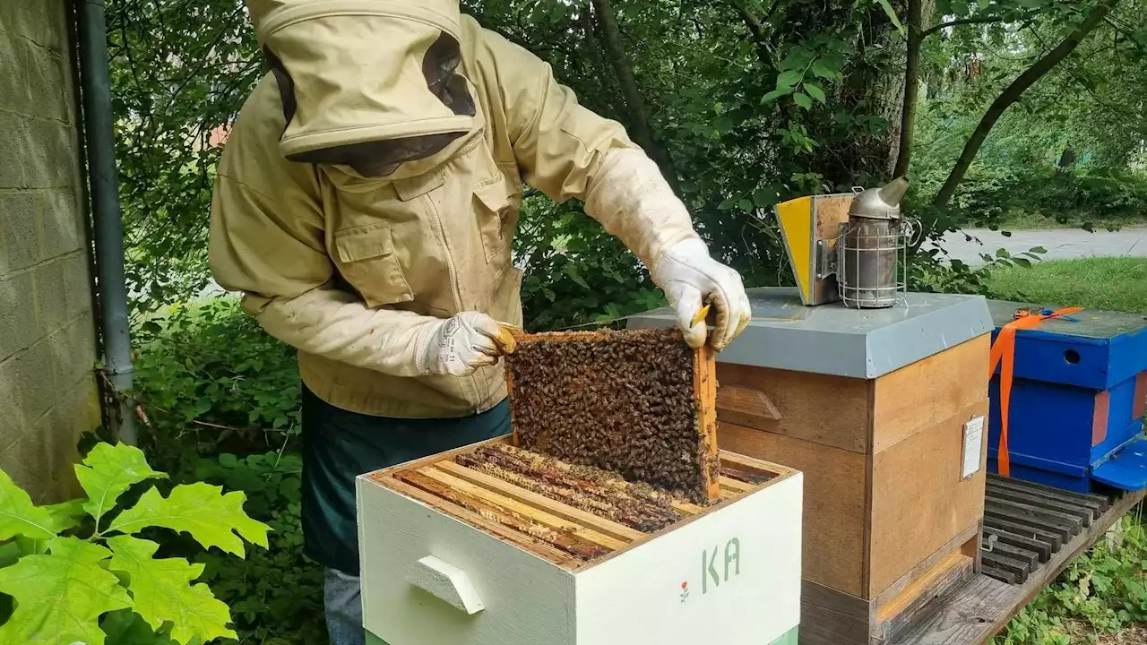 La miellée d’été est excellente, malgré des abeilles mellifères toujours plus menacées