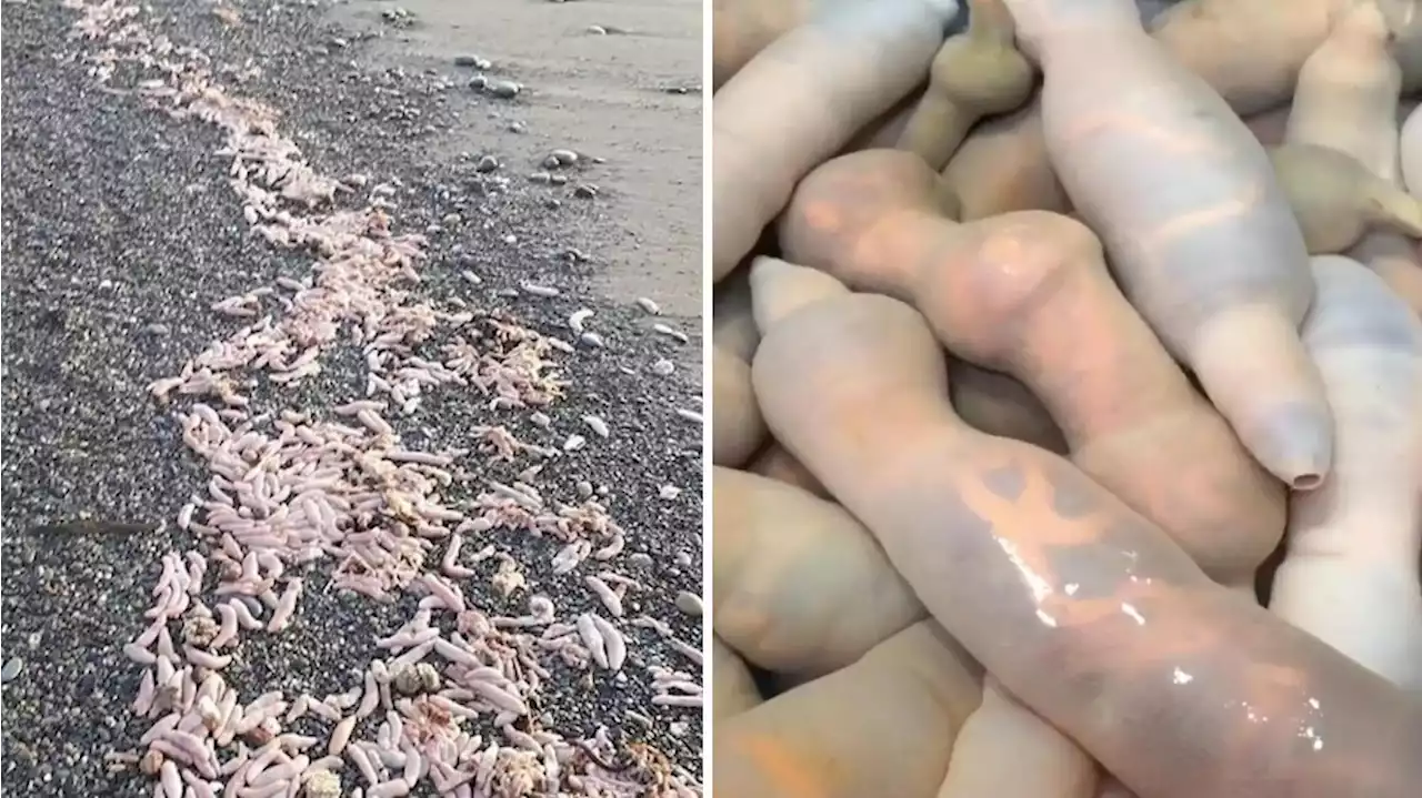 Plötzlich liegen hunderte Penisse am Strand: Skurrile Fische aus der Tiefsee in Argentinien angespült