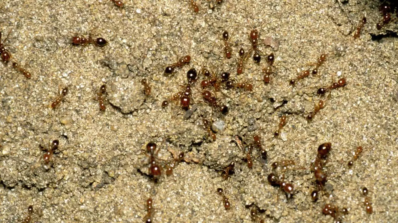 'Extreme risk': Urgent alert for red fire ants after latest outbreak