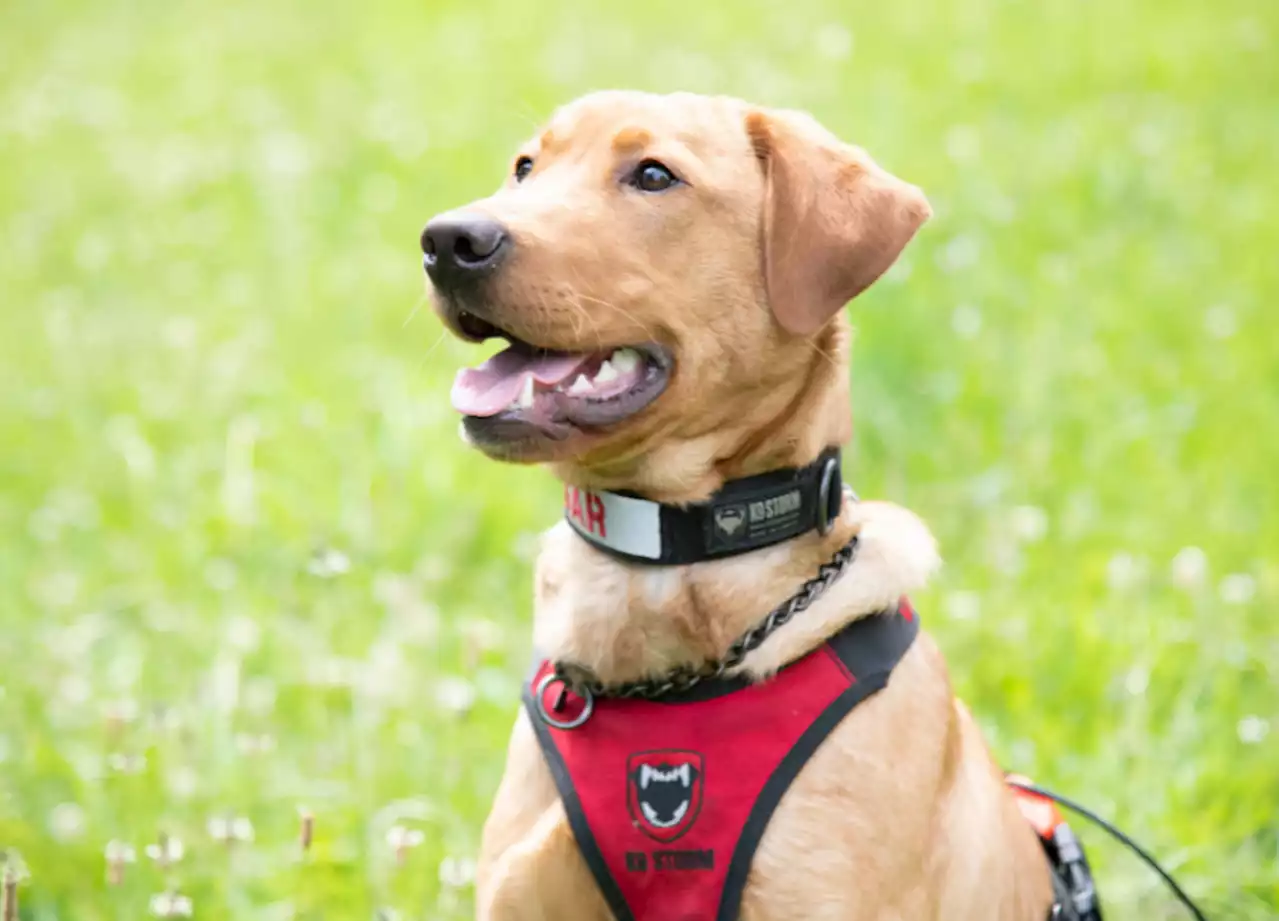 Sault police recruit rescue dog for Canine Unit