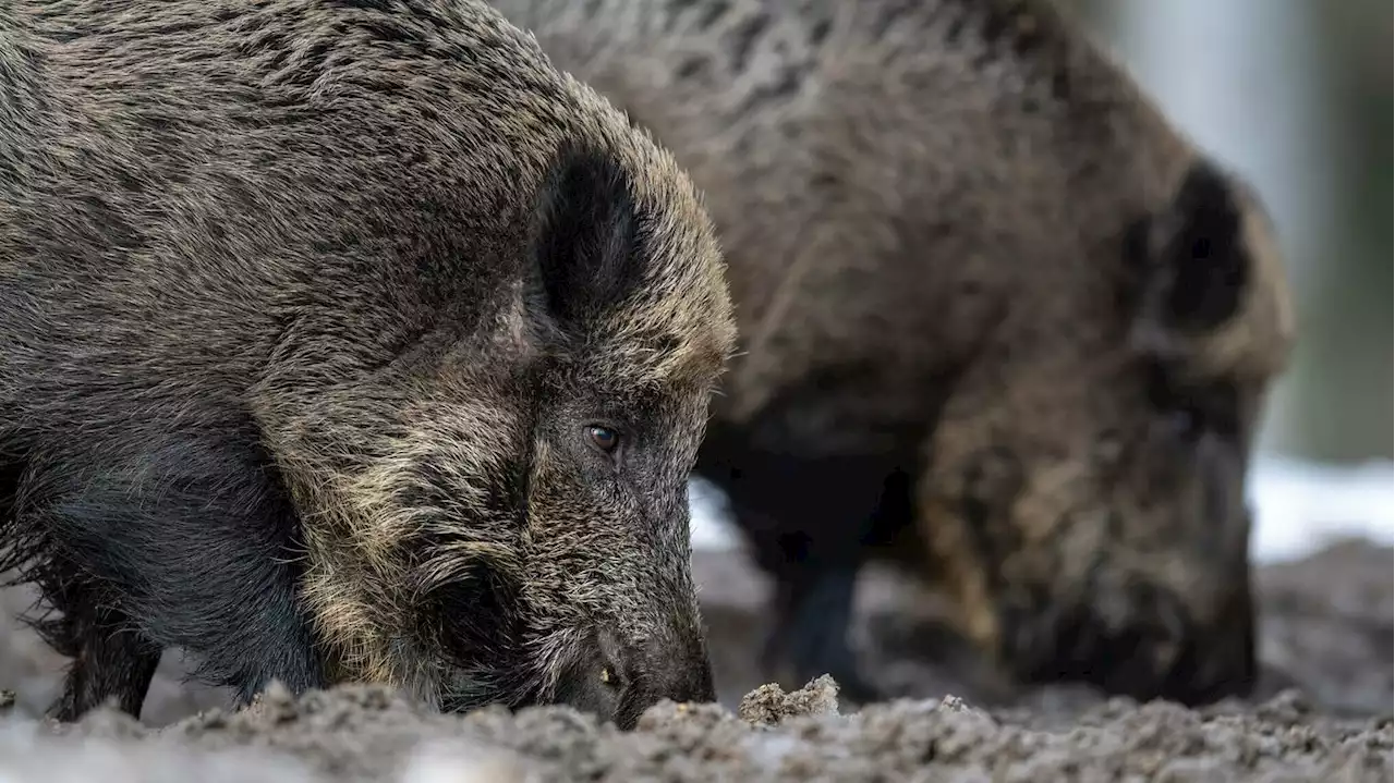 Schweinepest in Brandenburg: Teil des Sperrgebiets aufgehoben