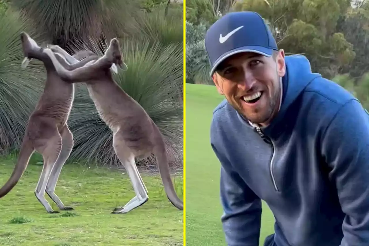 Kane and Maddison held up on golf course in Australia by kangaroo fight