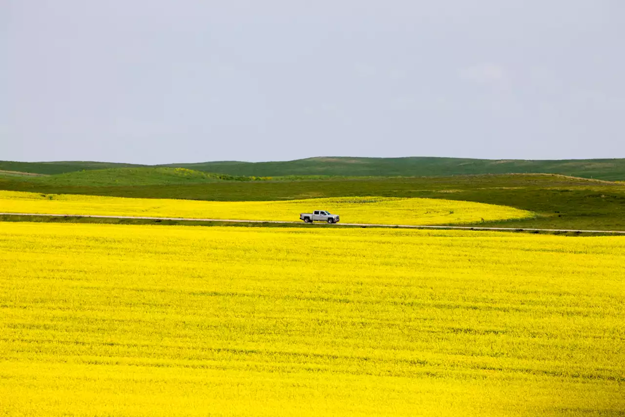 Drought conditions continue in Saskatchewan: Crop report