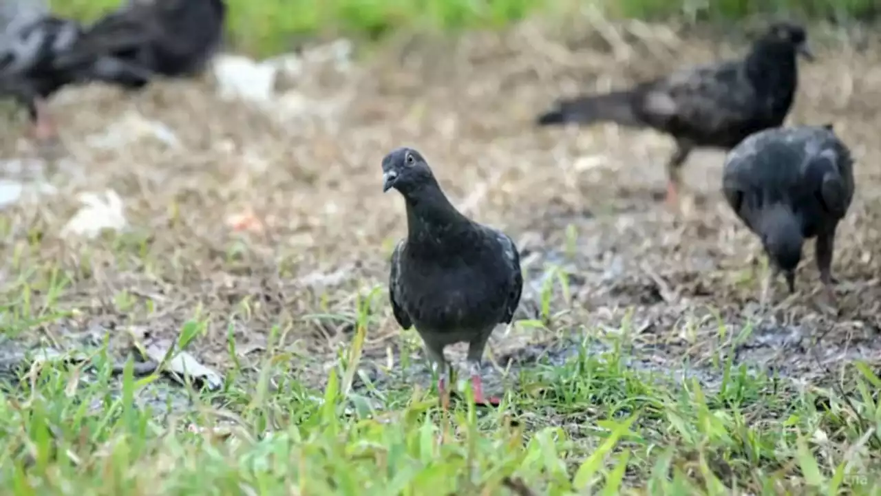 Repeat offender fined S$4,800 by court for feeding birds 16 times