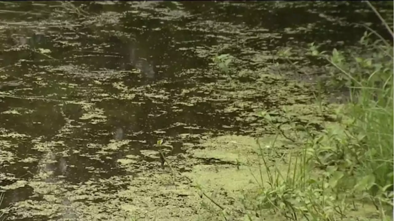 Alert issued for blue-green algae bloom at Doctors Lake