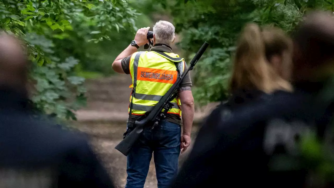 Löwin war wohl Wildschwein: So verlief die Suche in Berlin