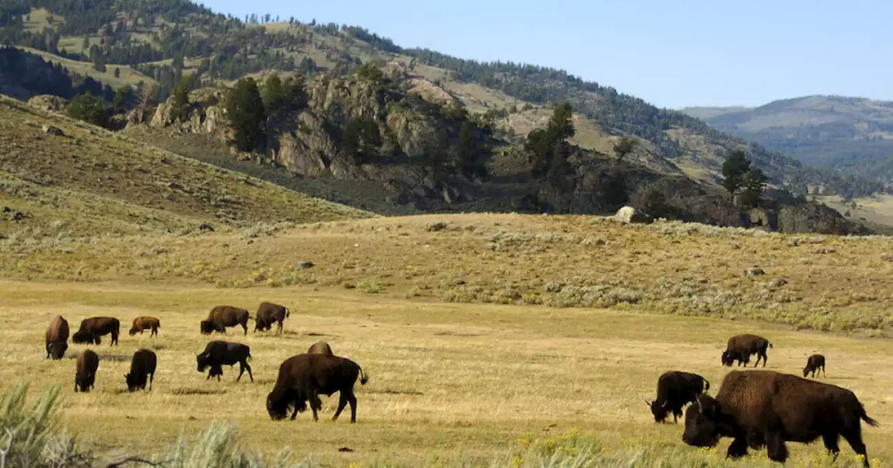 Arizona woman injured in Yellowstone bison attack says 'yes' to boyfriend's hospital proposal