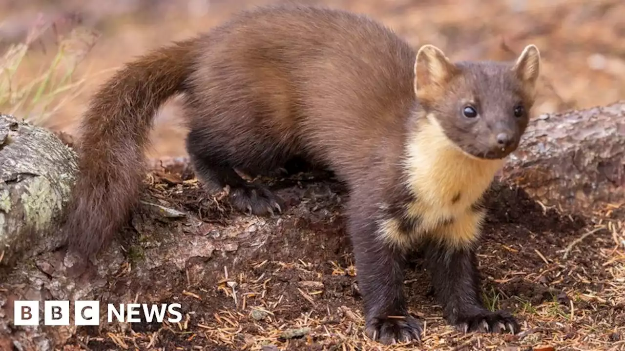 Cameras capture Galloway pine marten population growth