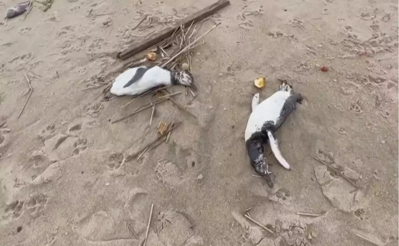 2000 tote Pinguine sind in Uruguay angespült worden