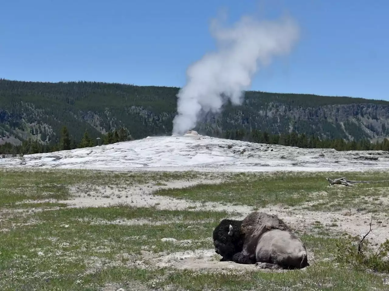 Woman injured in Yellowstone bison attack says ’yes’ to boyfriend’s hospital proposal