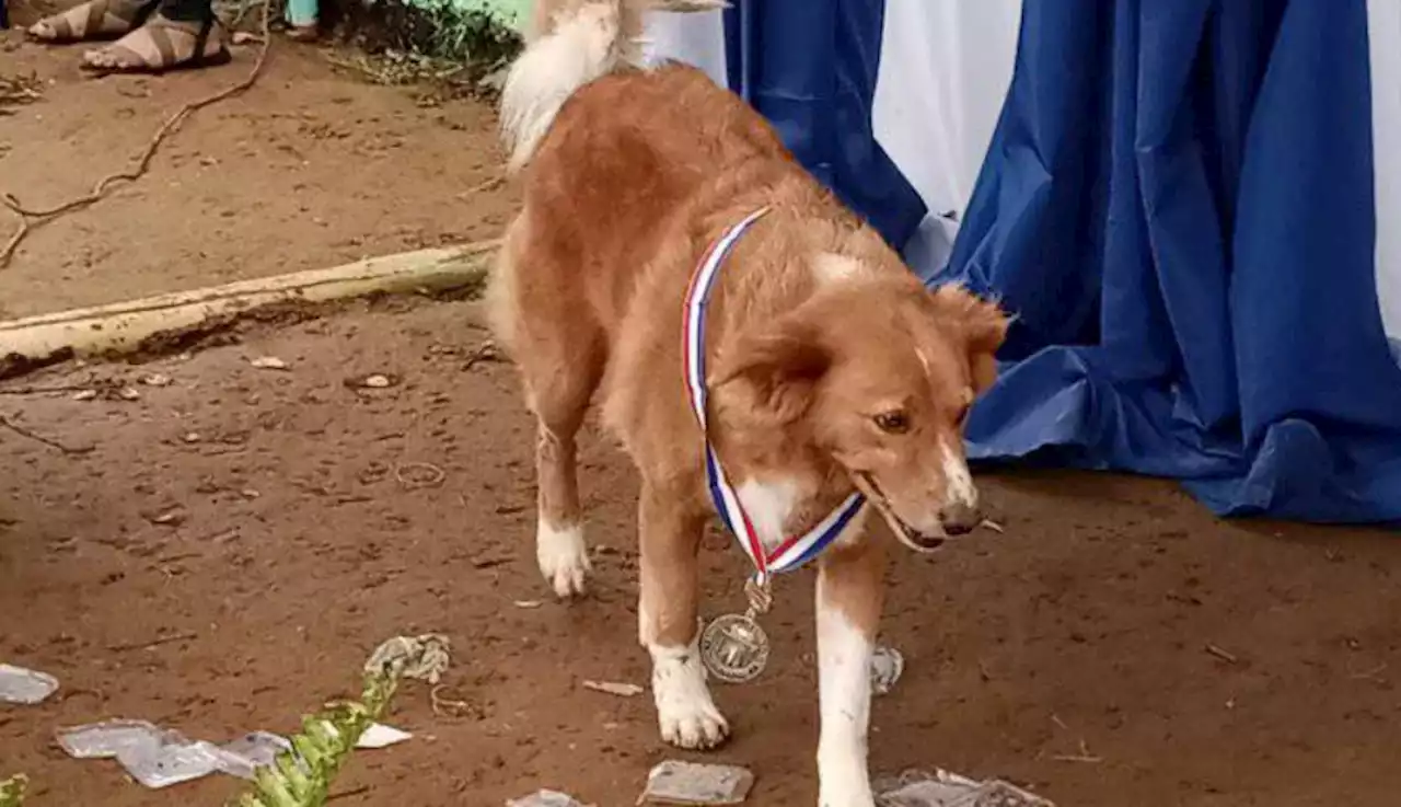 Buotan nga iro mihakot ug awards sa eskwelahan sa Negros Occidental