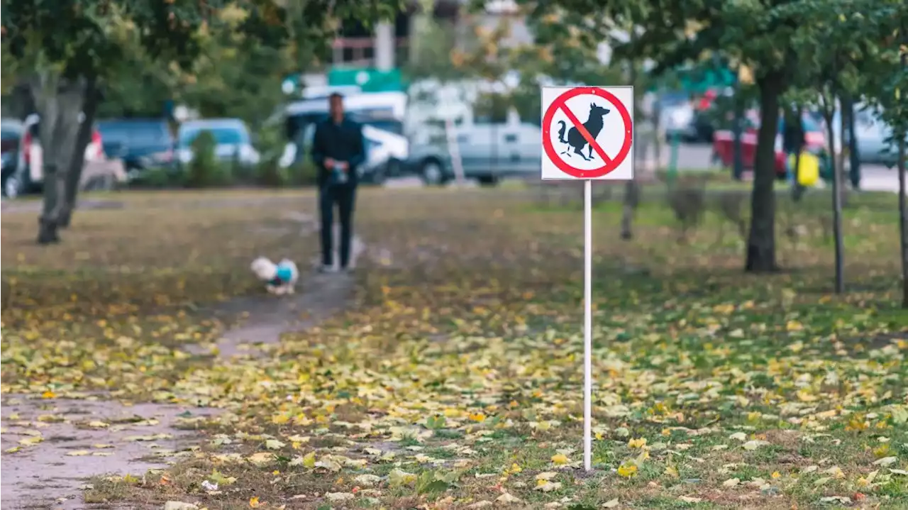 Cidade francesa usa reconhecimento de DNA canino para acabar com fezes nas ruas