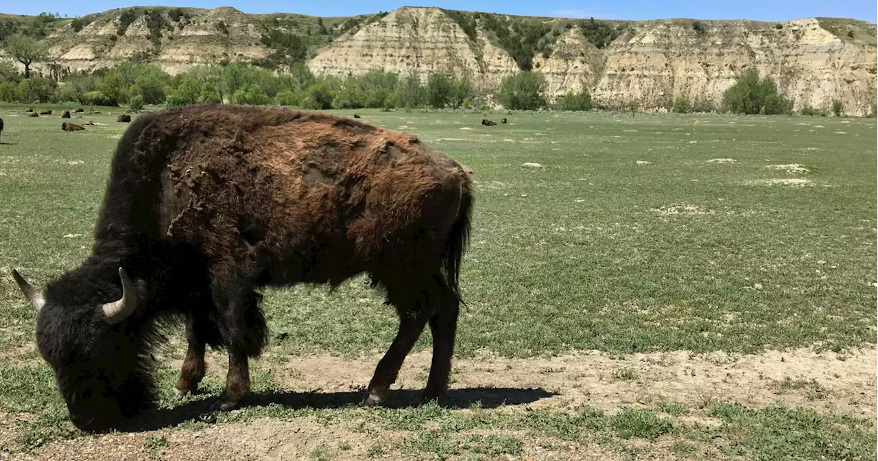 Woman injured in ‘head-on’ Yellowstone bison attack says ‘yes’ to boyfriend’s hospital proposal