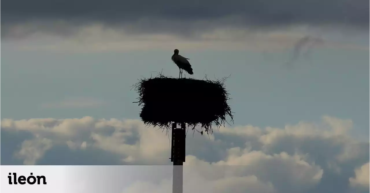 Cuando una cigüeña que anida a 100 kilómetros incomunica a un pueblo leonés de Picos de Europa