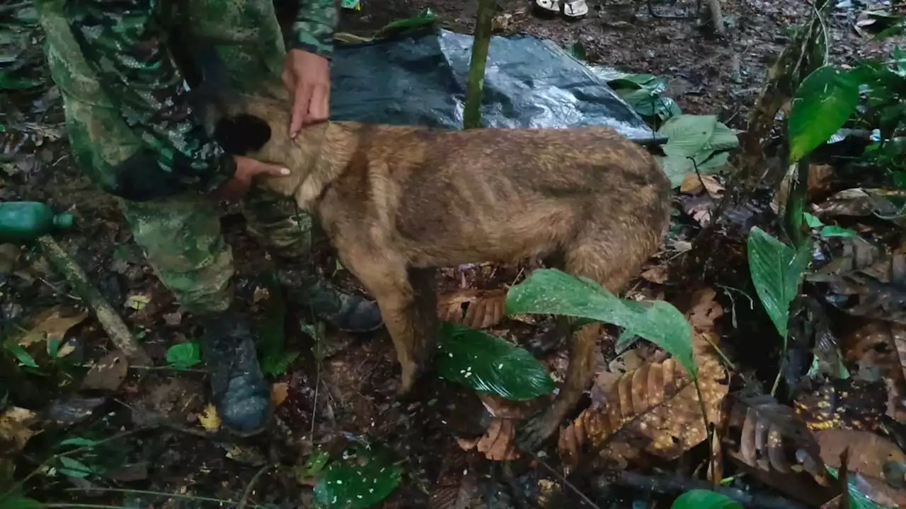 Descartan que el perro encontrado en selva de Caquetá sea Wilson