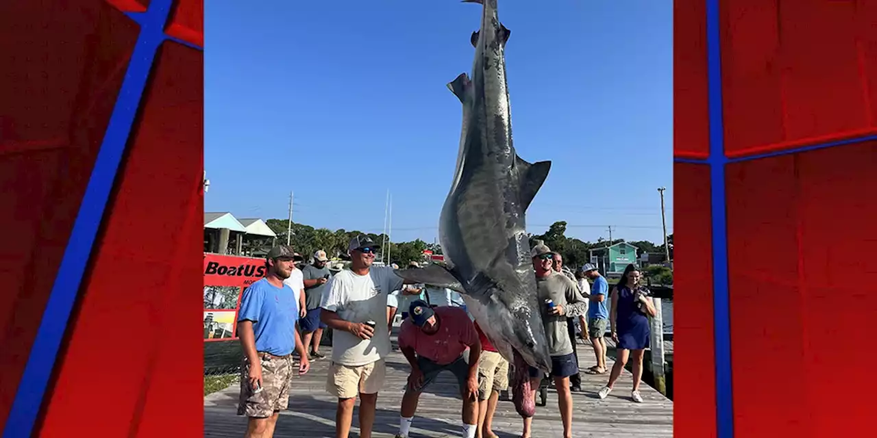 Record-breaking 1,019 pound tiger shark reeled in at ADSFR!