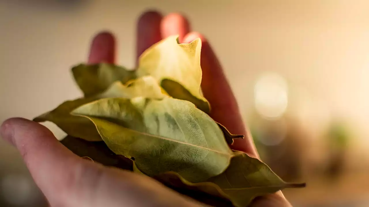 Could a ‘bay leaf spell’ attract success and good fortune?