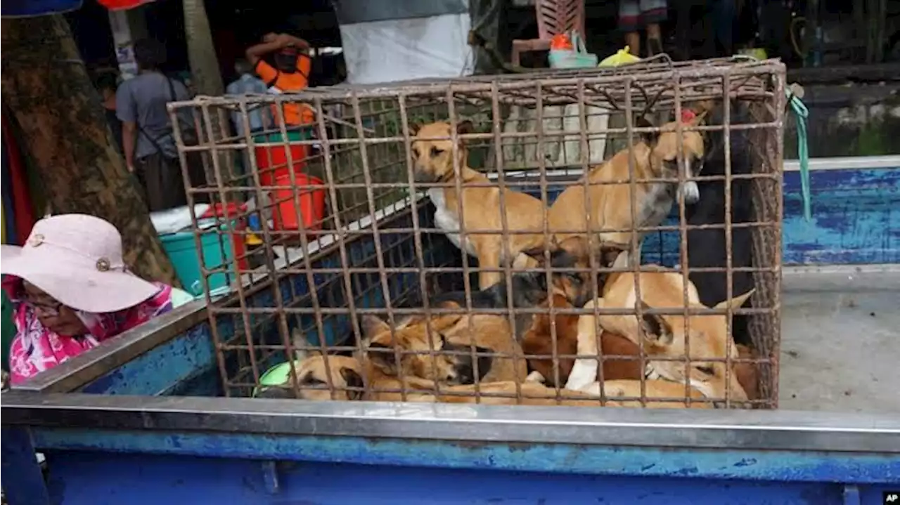 'Extreme' Indonesian market ends dog, cat meat trade | The Guardian Nigeria News - Nigeria and World News