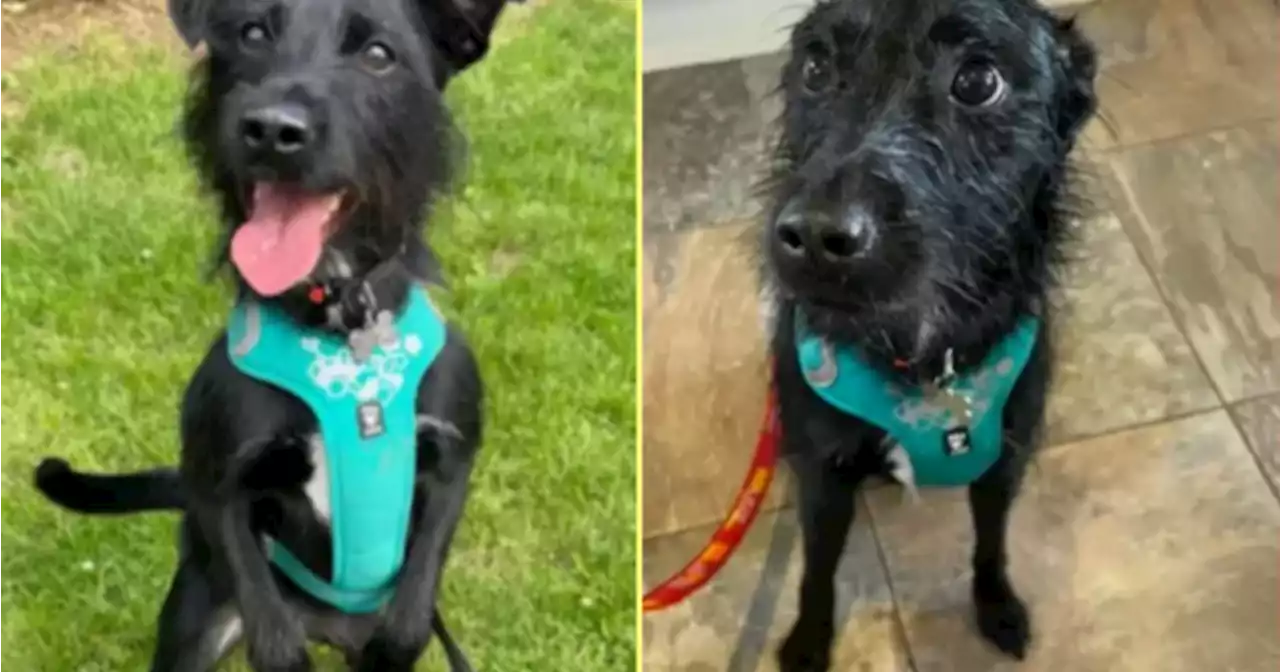 Owner wanted dog putting down ‘because he barks’ | Her.ie