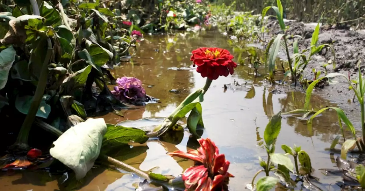 Northeastern flooding has dealt heavy damage to the region's farms