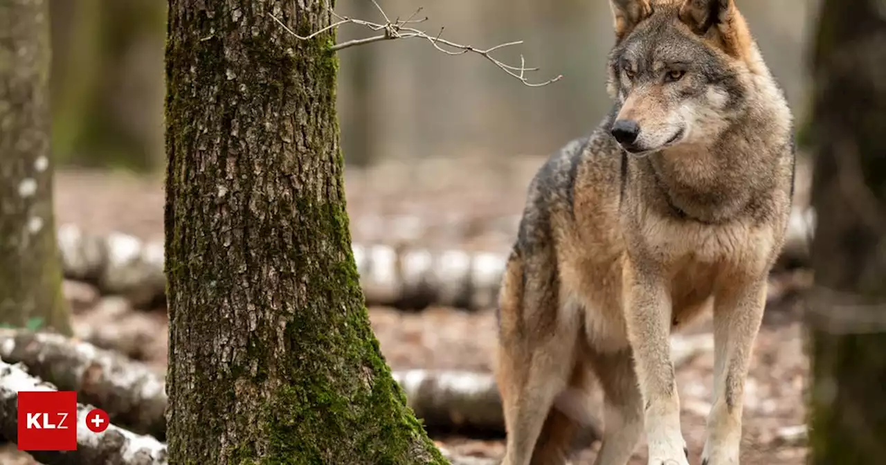 Länderübergreifender Workshop: Im Ausseerland dreht sich alles um den Wolf