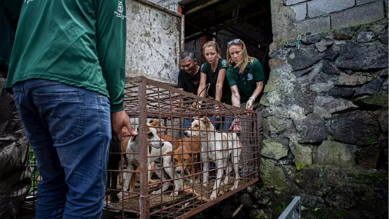 End of dog and cat meat trade announced at notorious Indonesian market