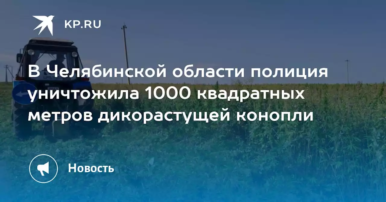 В Челябинской области полиция уничтожила 1000 квадратных метров дикорастущей конопли