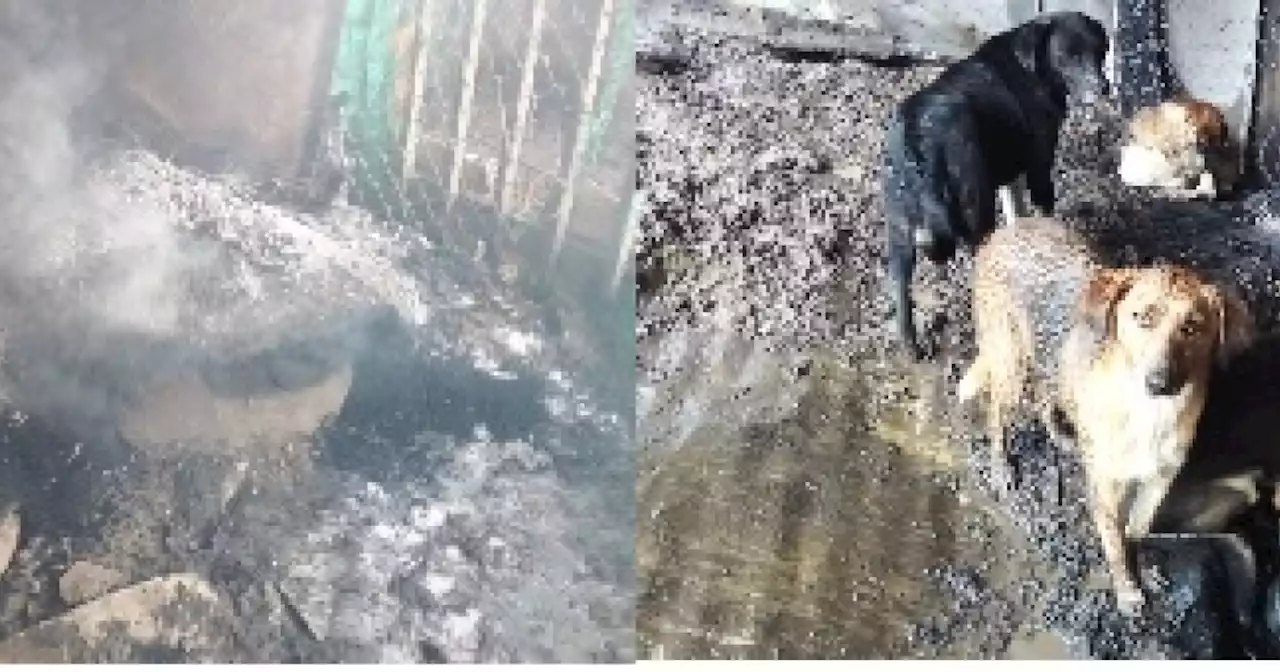 Provocan voraz incendio en albergue para perritos en Chipaque, Cundinamarca