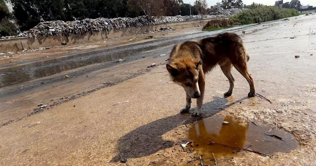 Liban : un bébé abandonné dans un sac-poubelle découvert dans la gueule d’un chien errant