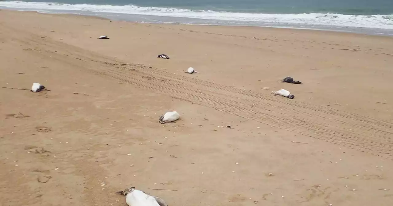 Uruguay : près de deux mille manchots retrouvés morts sur les côtes