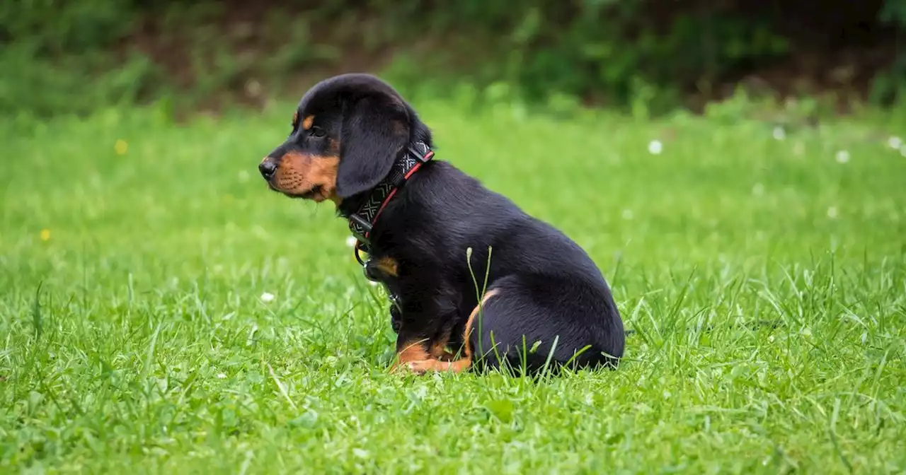 Dog walker punched OAP to the floor after being challenged over picking up poo