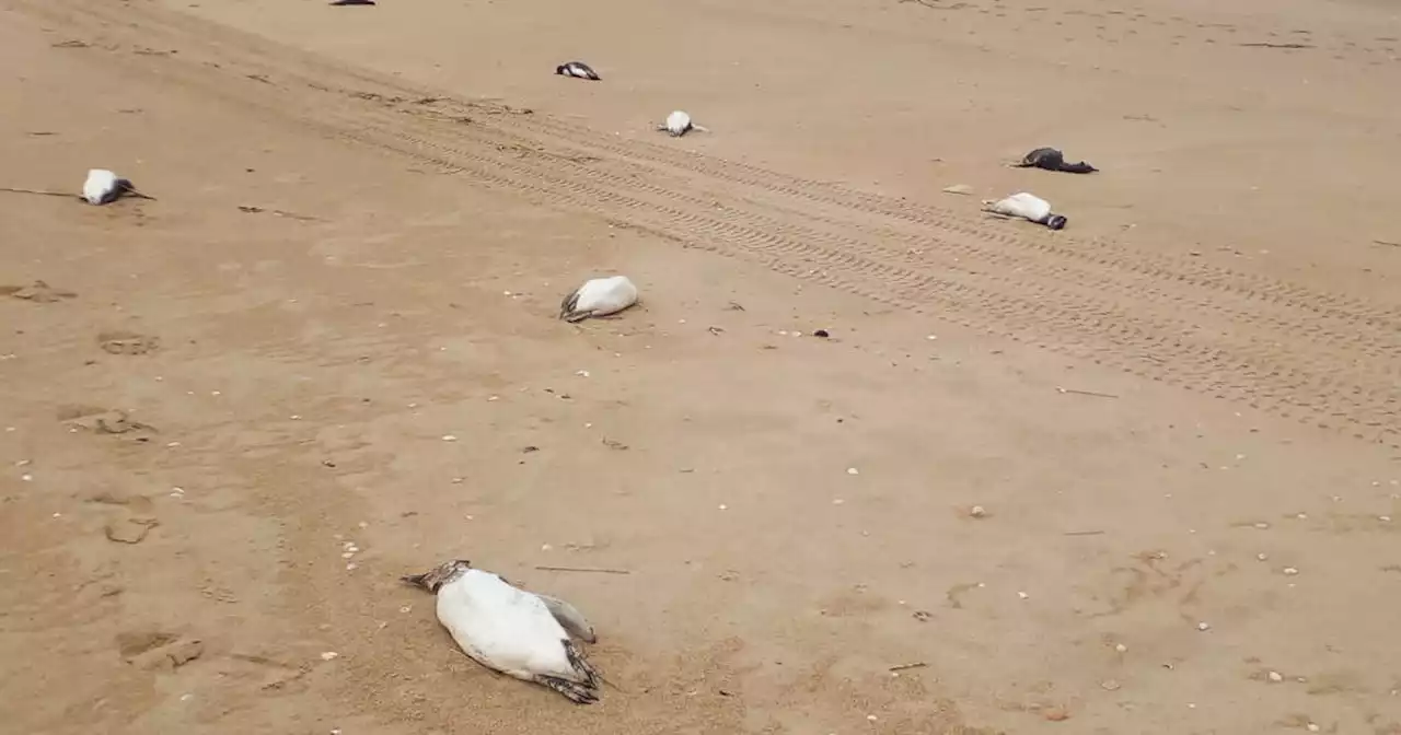 Près de deux mille manchots retrouvés morts en dix jours sur les côtes d’Uruguay