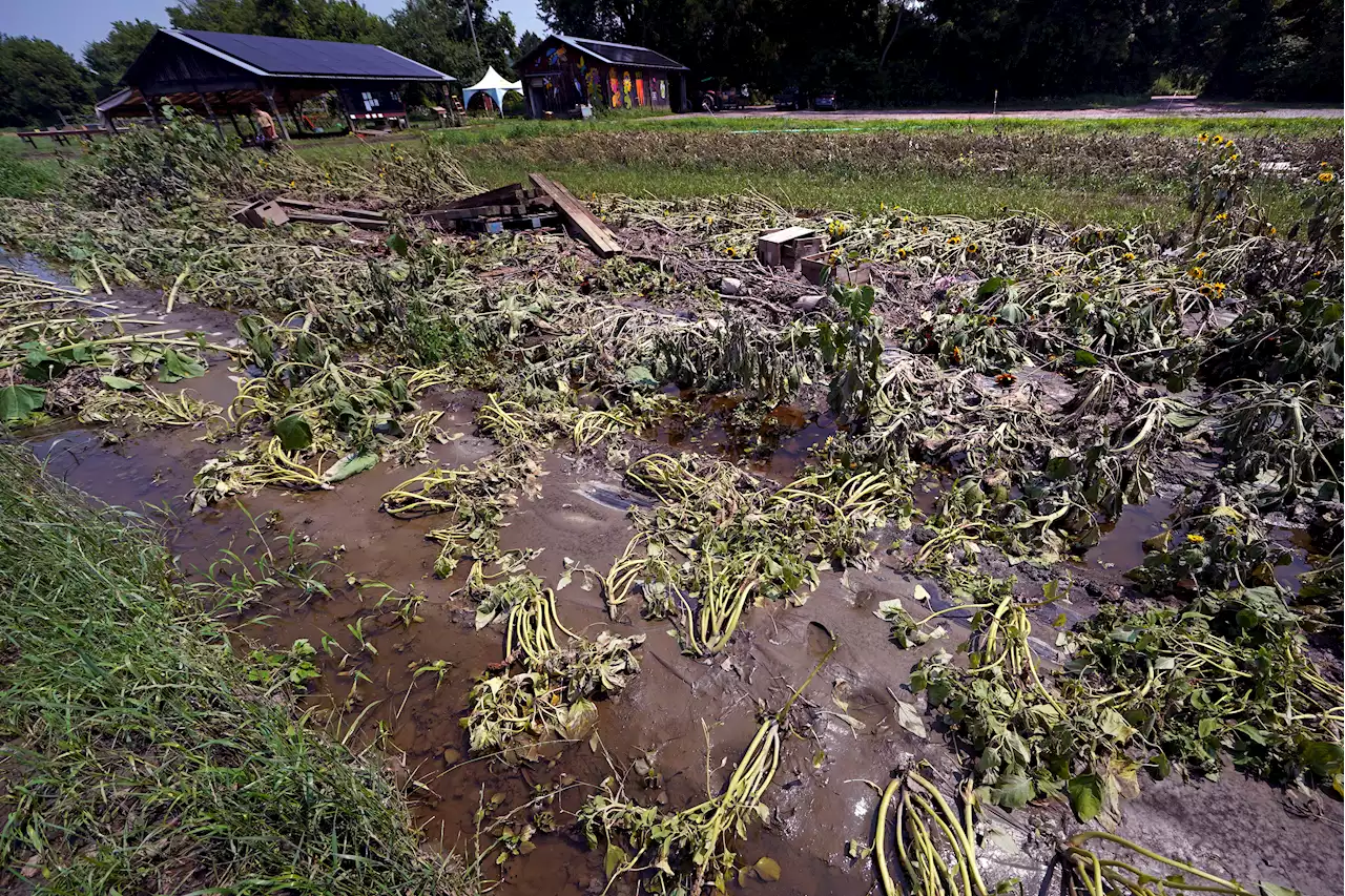 Northeast floods devastate ‘heartbroken' farmers as months of labor and crops are swept away