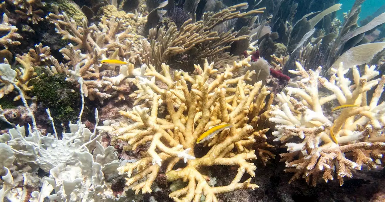 Florida Keys coral reefs are already bleaching as water temperatures hit record highs, scientists say