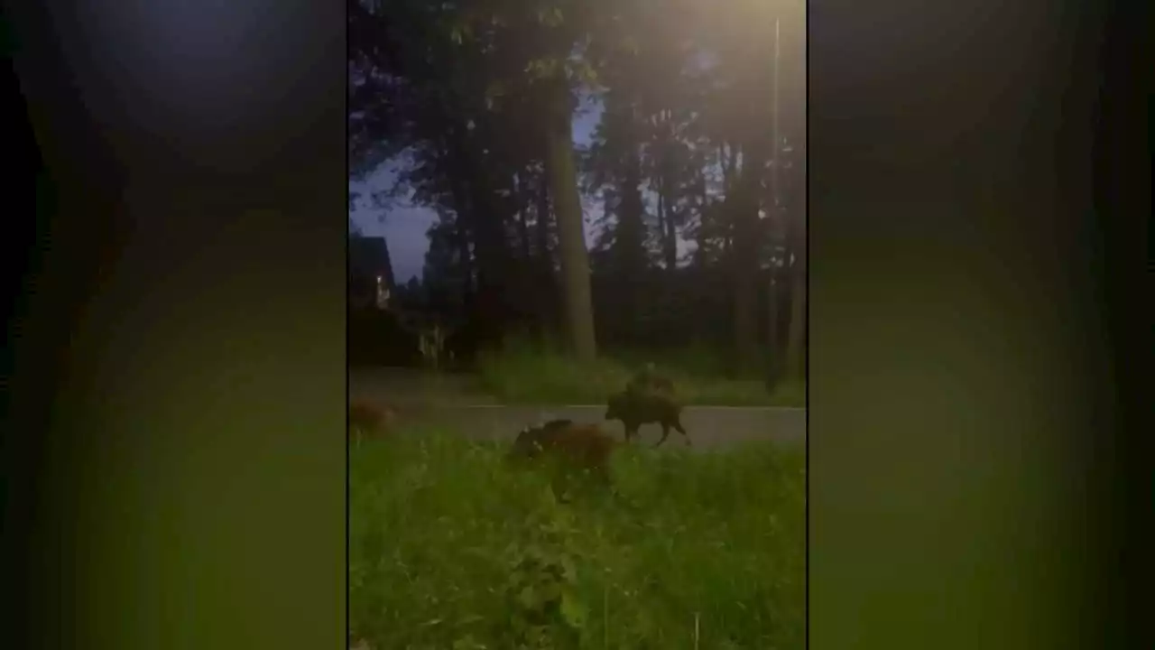 Einde overlast wilde zwijnen in Heeze, afschieten mag voortaan