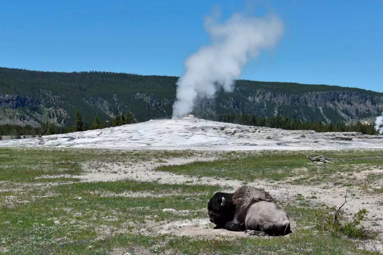 Woman hurt in Yellowstone bison attack says yes to hospital proposal