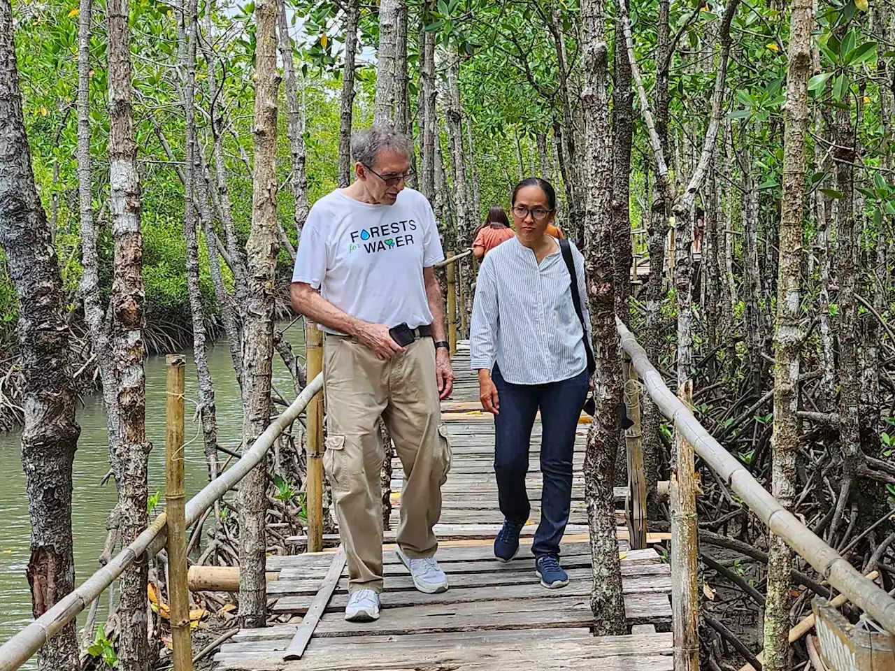 Aklan researcher warns of flood risks due to mangroves project