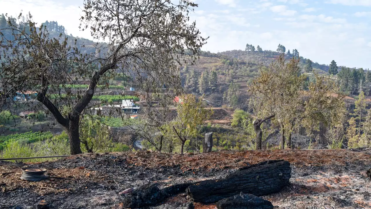 Controlado el incendio de La Palma una semana después de afectar a unas 2.900 hectáreas