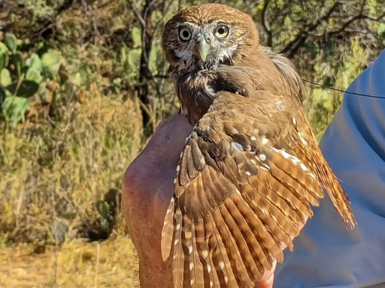 U.S. Dept. of Fish and Wildlife names small owl native to South Texas a threatened species