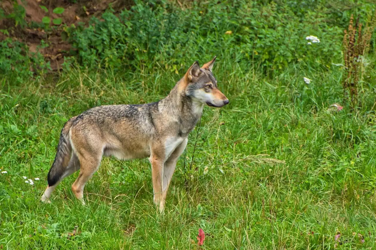 Wallis: Wolfsgegner stellen illegal Schilder auf