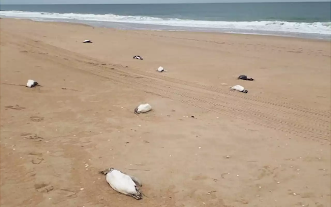 Uruguay, 5mila pinguini trovati morti sulla spiaggia a La Paloma