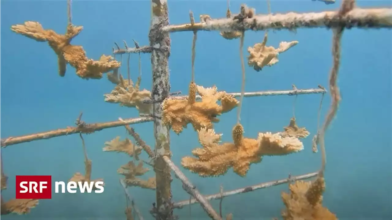 Zu warmes Wasser an US-Küste - So sollen die Korallenriffe vor Florida gerettet werden