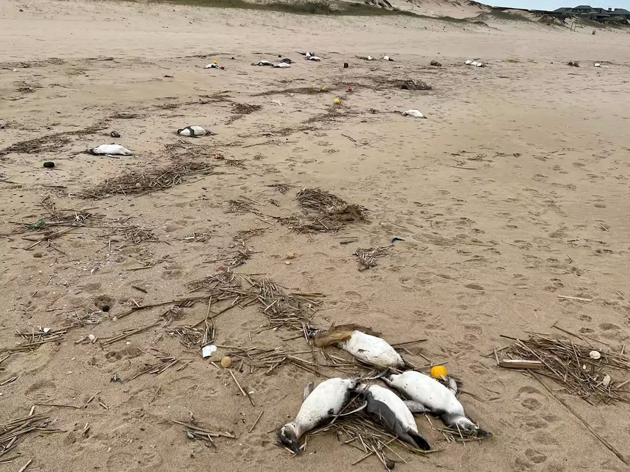 2 000 manchots retrouvés morts en dix jours, une hécatombe inexpliquée sur les côtes d’Uruguay