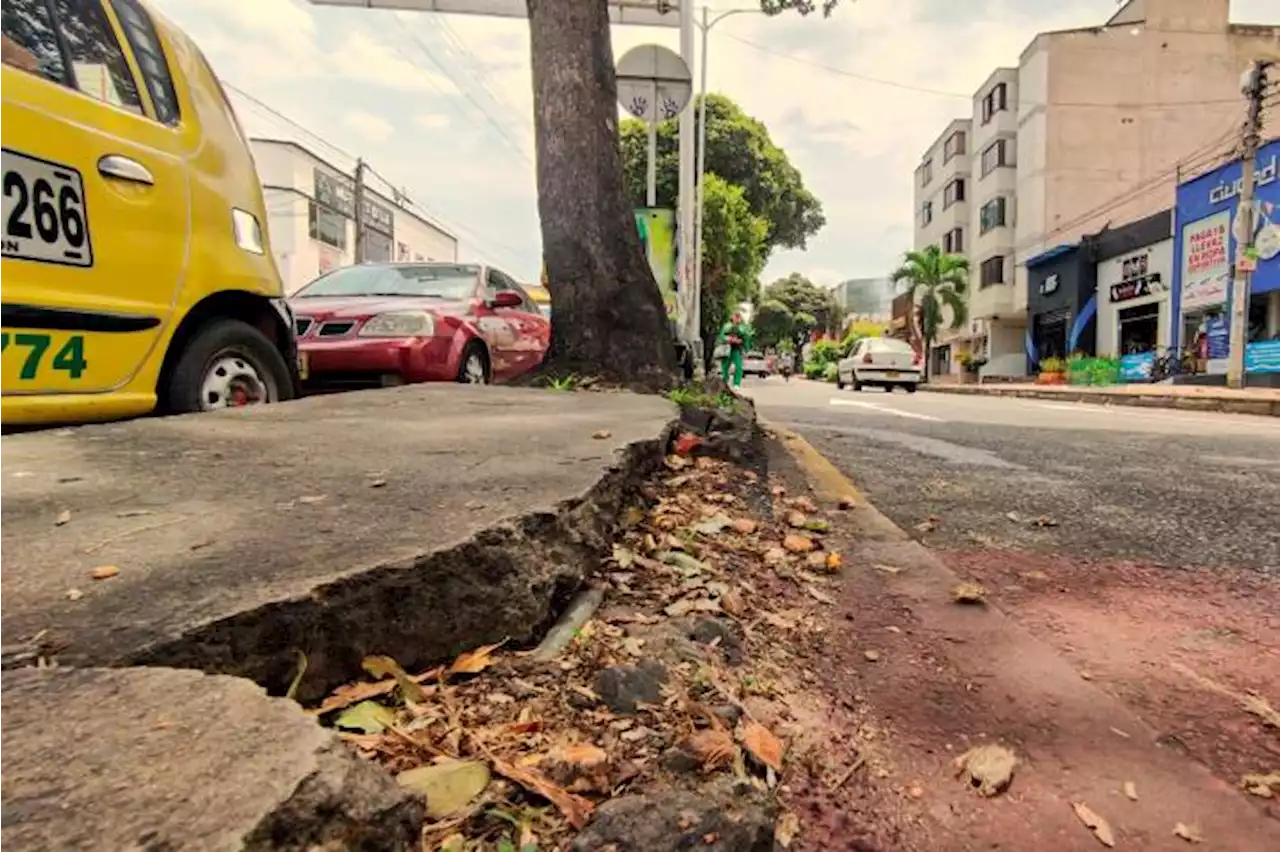 Fotos | El lamentable estado de separadores viales importantes en el área metropolitana de Bucaramanga