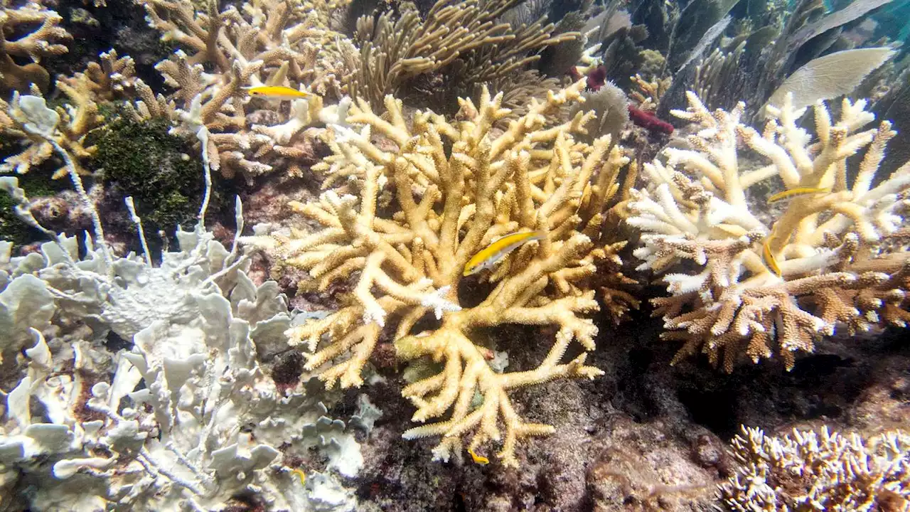 Scientists say Florida Keys coral reefs are already bleaching as water temperatures hit record highs