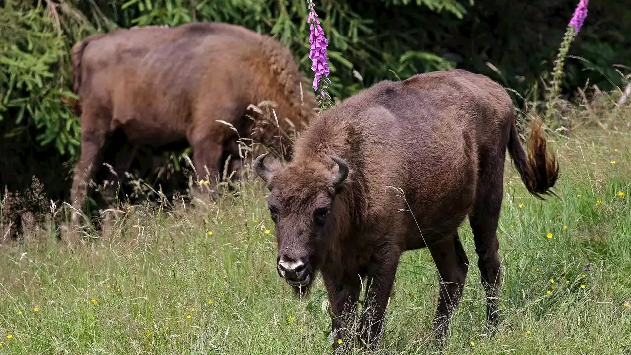 Freilebende Herde in NRW: Wisent-Projekt droht zu scheitern