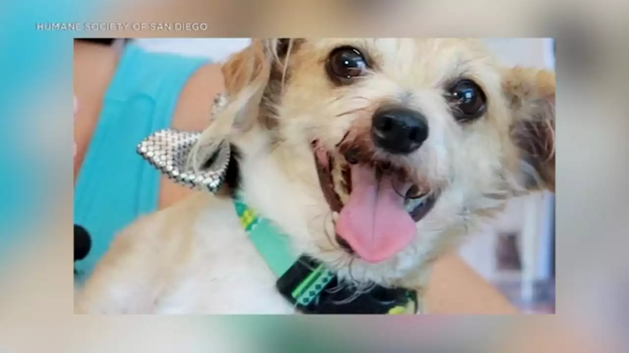 Las Vegas woman's missing dog miraculously found 335 miles away in SoCal